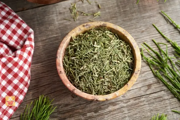 Benefícios da Cavalinha para tua saúde